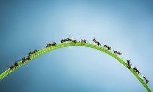 Ant Infestation Preparation