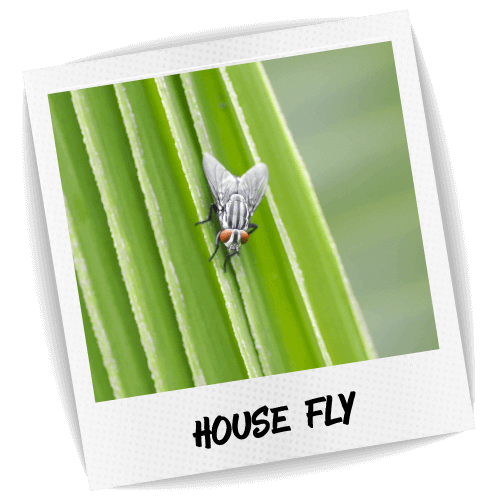 House Fly Pest ID Photo