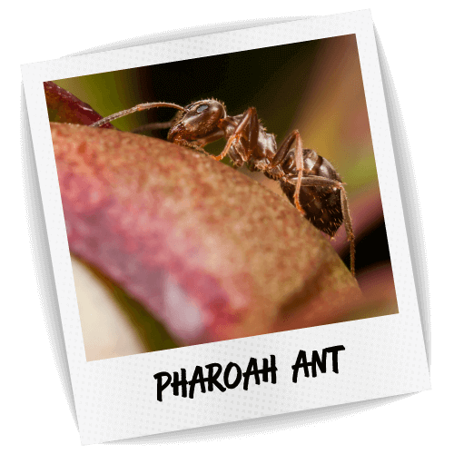 Pharoah Ant Pest ID Photo
