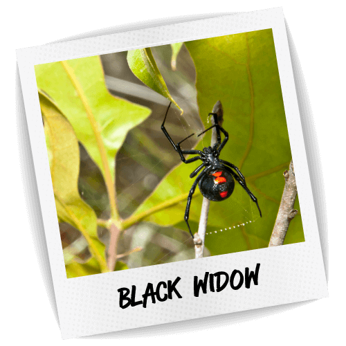 Black Widow Pest ID Photo