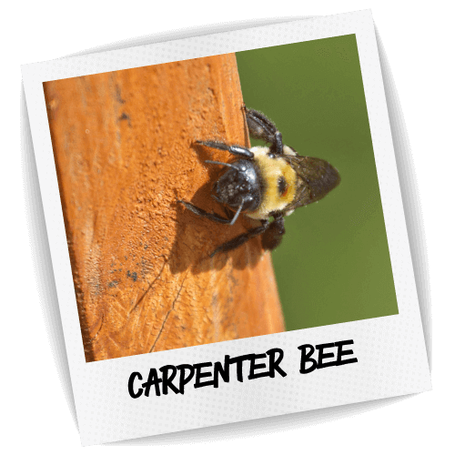 Carpenter Bee Photo