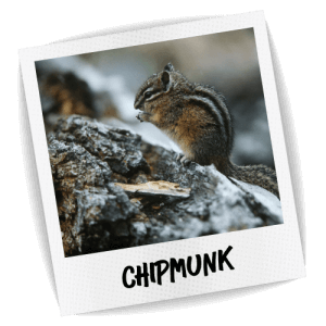 Chipmunk - Blue Chip Pest Services