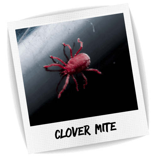 Clover Mite Pest ID Photo