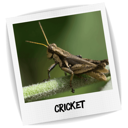 Cricket Pest ID Photo