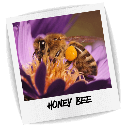 Honey Bee Photo