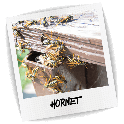 Hornet Pest ID Photo