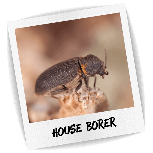 House Borer Pest ID Photo