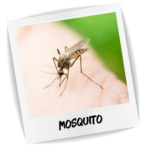 Mosquito Pest ID Photo