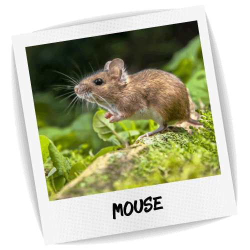 Mouse Pest ID Photo