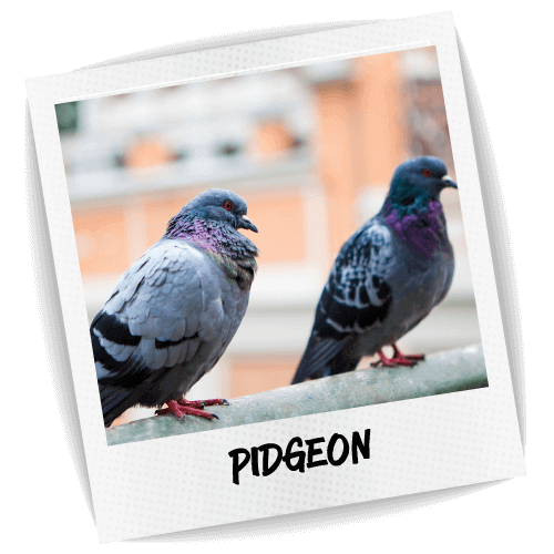 Pidgeon Pest ID Photo