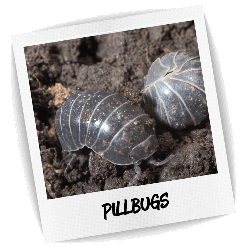 Pillbugs Pest ID Photo