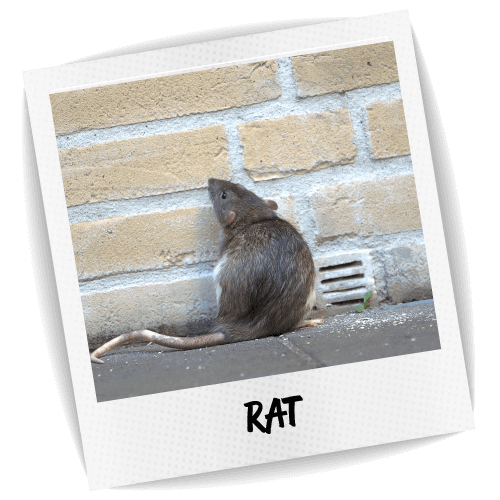 Rat Photo