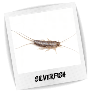 Silverfish Blue Chip Pest Control Nickname Firebrat
