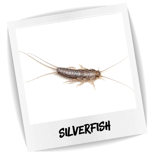 Silverfish Pest ID Photo