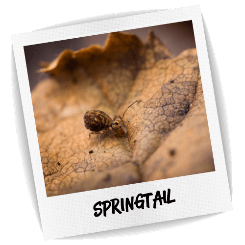 Springtail Pest ID Photo