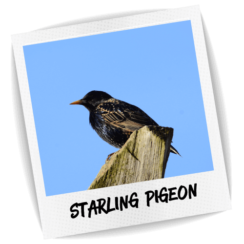 Starling Pigeon photo
