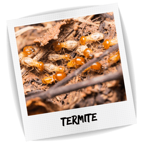 Termite Pest ID Photo