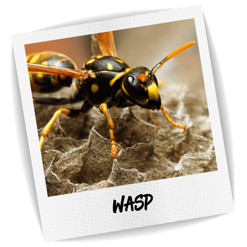 Wasp Photo