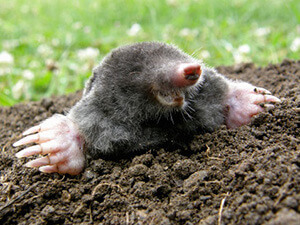 Mole Control St. Louis