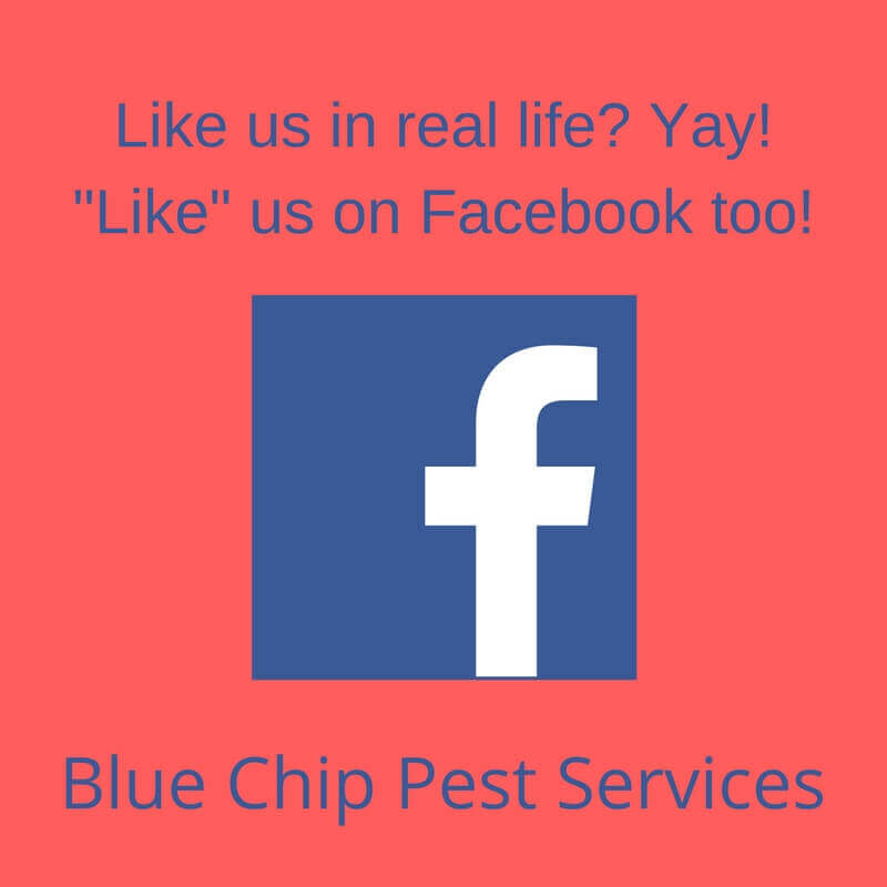 Like Us On Fb Blue Chip Pest Control Post Navigation Published Inblue Chip