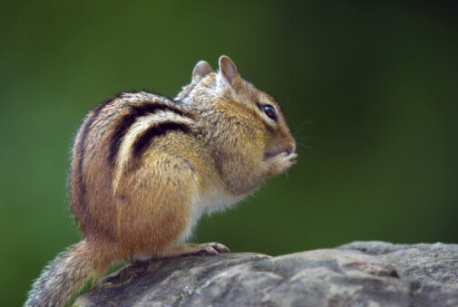 Chipmunk Control