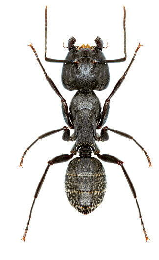Carpenter Ant Control