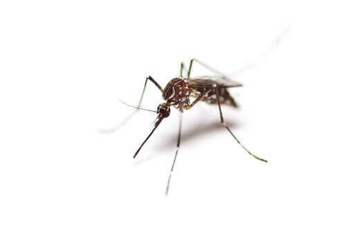 Mosquito Control
