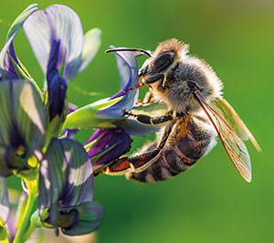 Bee Wasp and Hornet Identification by Blue Chip Pest Services serving St. Louis MO