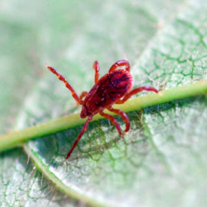 Chigger Mite identification in St. Louis MO |  Blue Chip Pest Services