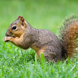 Fox squirrel identification in St. Louis MO - Blue Chip Pest Services