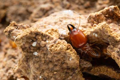 TermiteIdentification in St. Louis MO