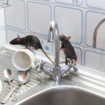 rats on kitchen sink