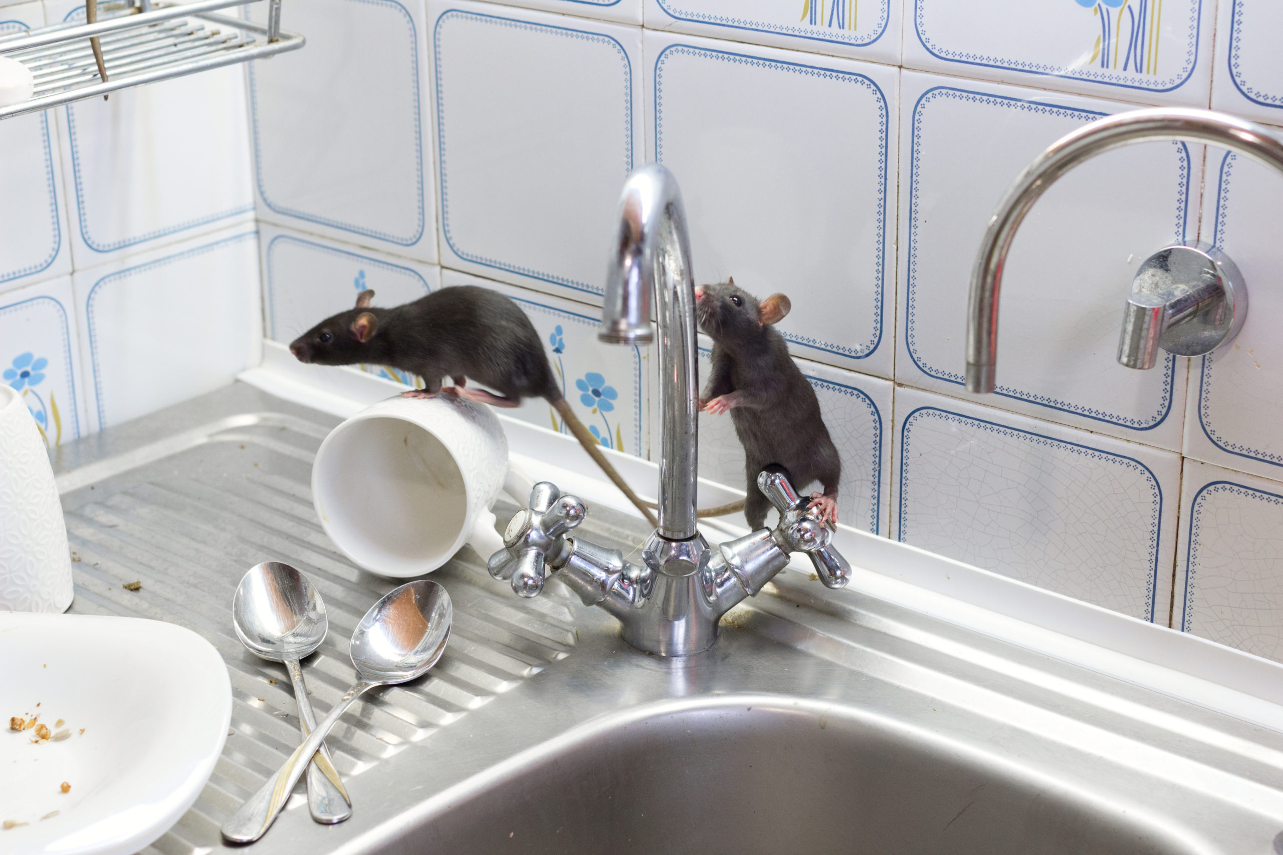 rats on kitchen sink