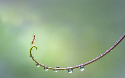 Ant on a rainy twig - common springtime pest in St Louis