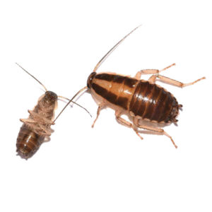German Cockroach identification in St. Louis MO |  Blue Chip Pest Services