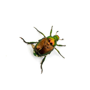 Japanese Beetle identification in St. Louis MO |  Blue Chip Pest Services