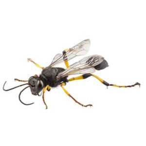 Mud Dauber identification in St. Louis MO |  Blue Chip Pest Services