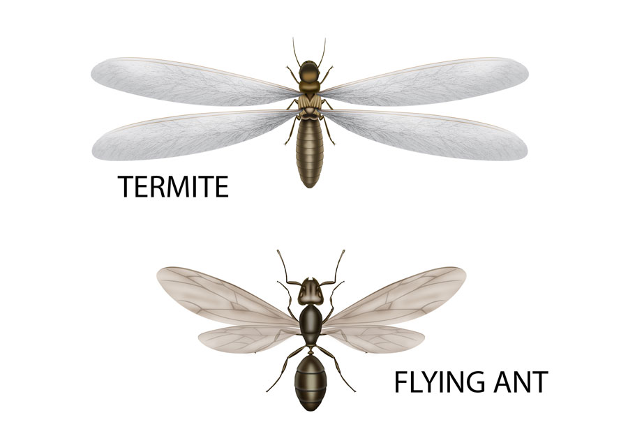 Termite vs flying ant in St Louis MO - Blue Chip Pest Services