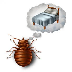 Bed Bug Removal St. Louis