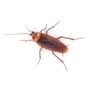American Cockroach identification iin St. Louis MO |  Blue Chip Pest Services