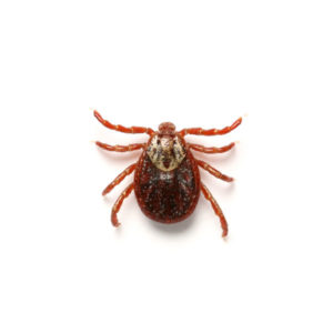 American Dog Tick identification in St. Louis MO |  Blue Chip Pest Services