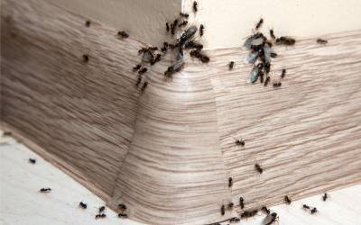 ants on a baseboard