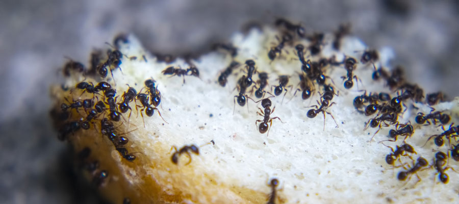 Ants in a kitchen in St Louis MO - Blue Chip Pest Services