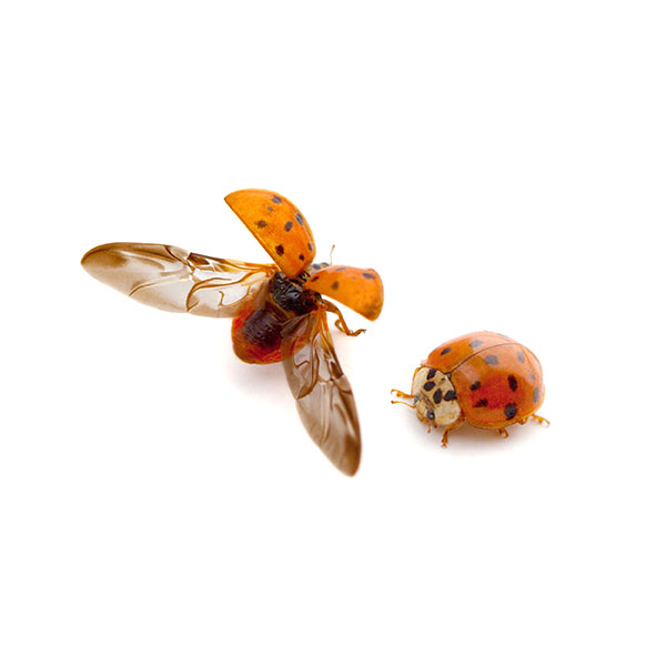 Asian Lady Beetle identification in St. Louis MO |  Blue Chip Pest Services