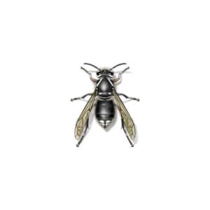Bald-Faced Hornet identification in St. Louis MO |  Blue Chip Pest Services