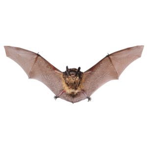 Bats