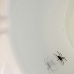 Spiders are a common bathroom bug in St. Louis - Blue Chip Pest Control