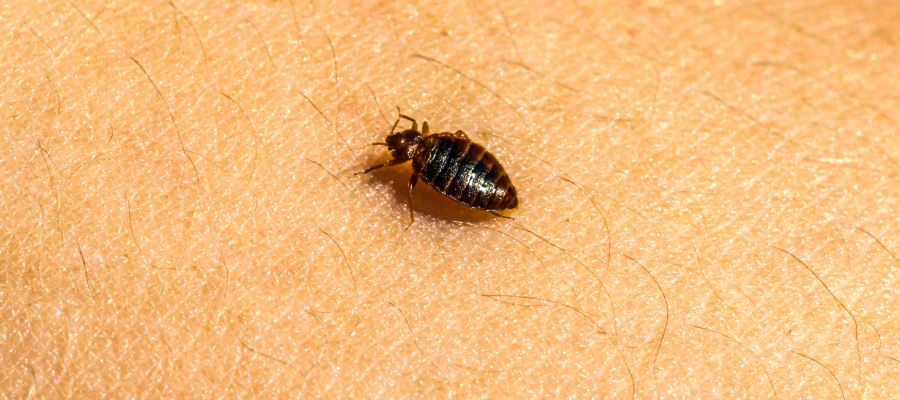 Bed bugs travel in St. Louis MO by latching onto items - Blue Chip Pest Services