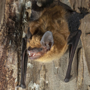 Big brown Bat identification in St. Louis MO |  Blue Chip Pest Services