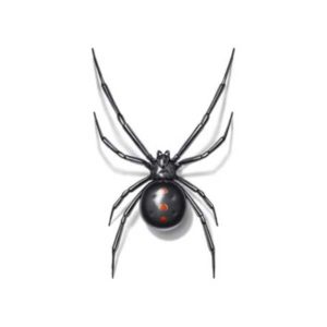 Black Widow identification in St. Louis MO |  Blue Chip Pest Services